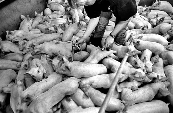 Inoculating piglets against lung disease.