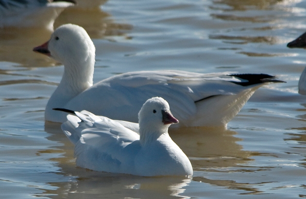 Ross Goose