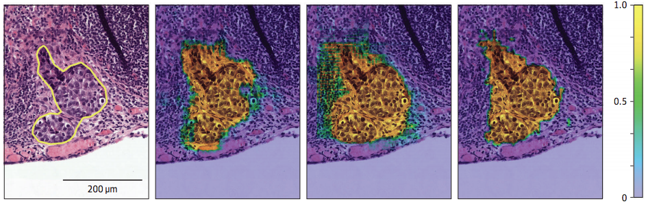 tissue slides