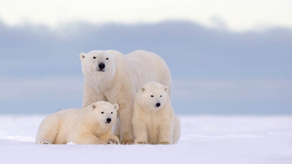 polar bears