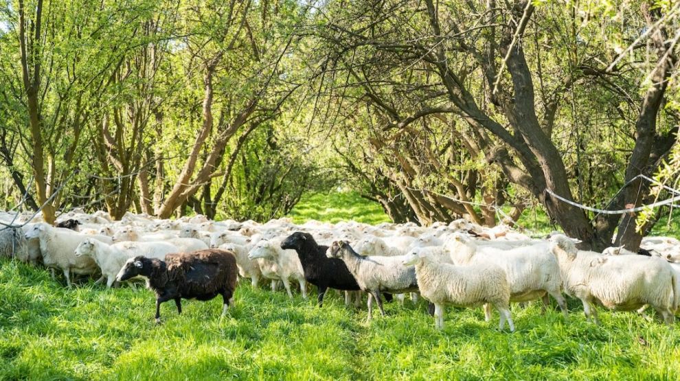 American Farmland Trust