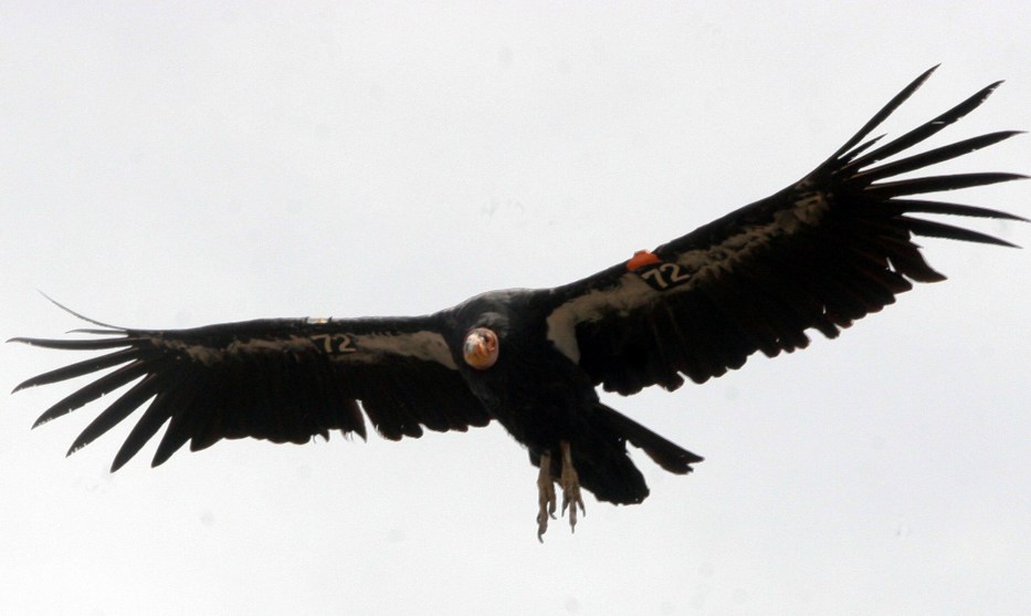 a california condor