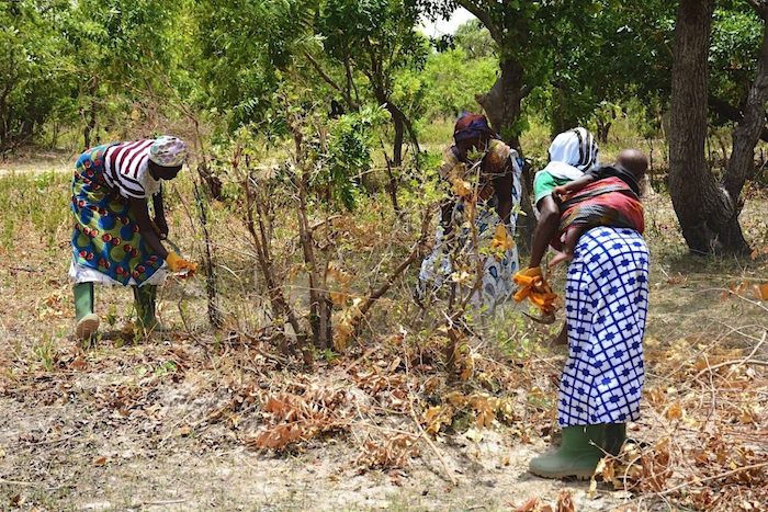 Black farmers in colorful clothing harvesting, further description in caption