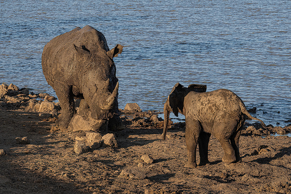 A one-year-old elephant calf approaches a white rhino to play, with dirt below them and a body of water behind them