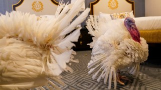 Two turkeys in a hotel room
