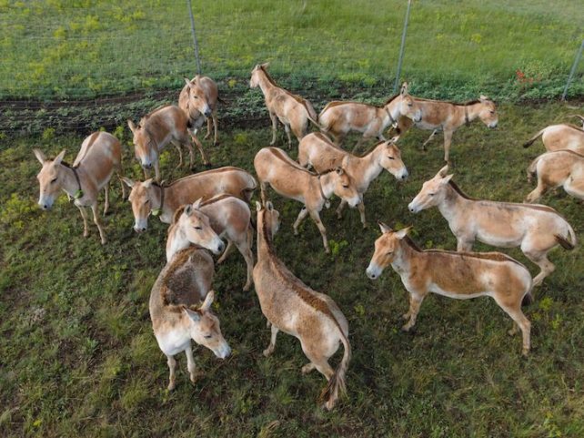 Kulan on a field of grass