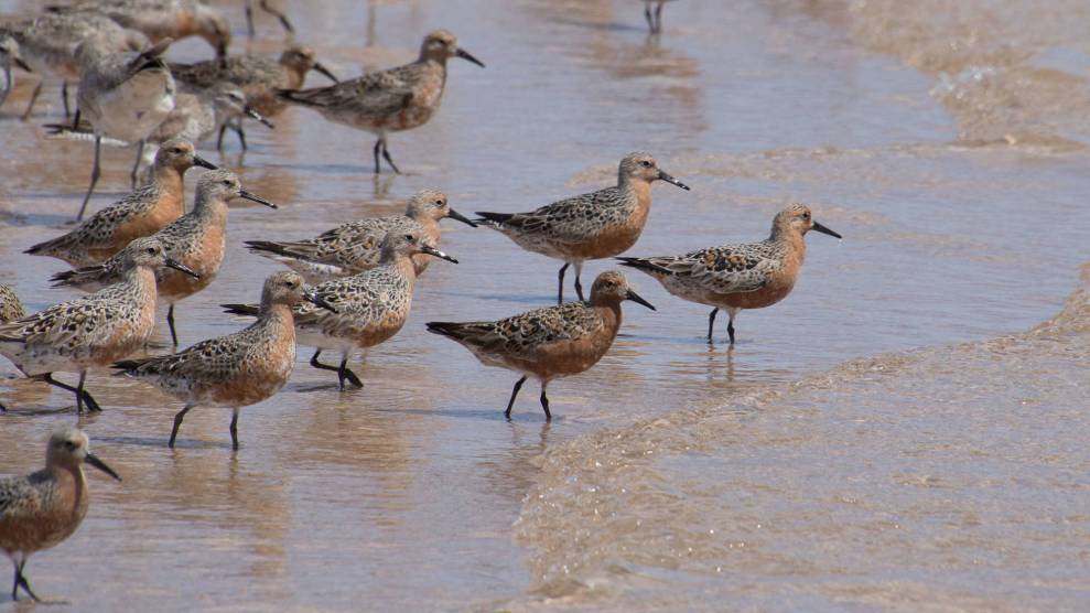 Red and brown small birds standing in some water