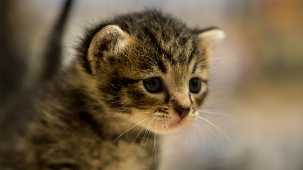 A close up of a kitten with black, brown and white colorings