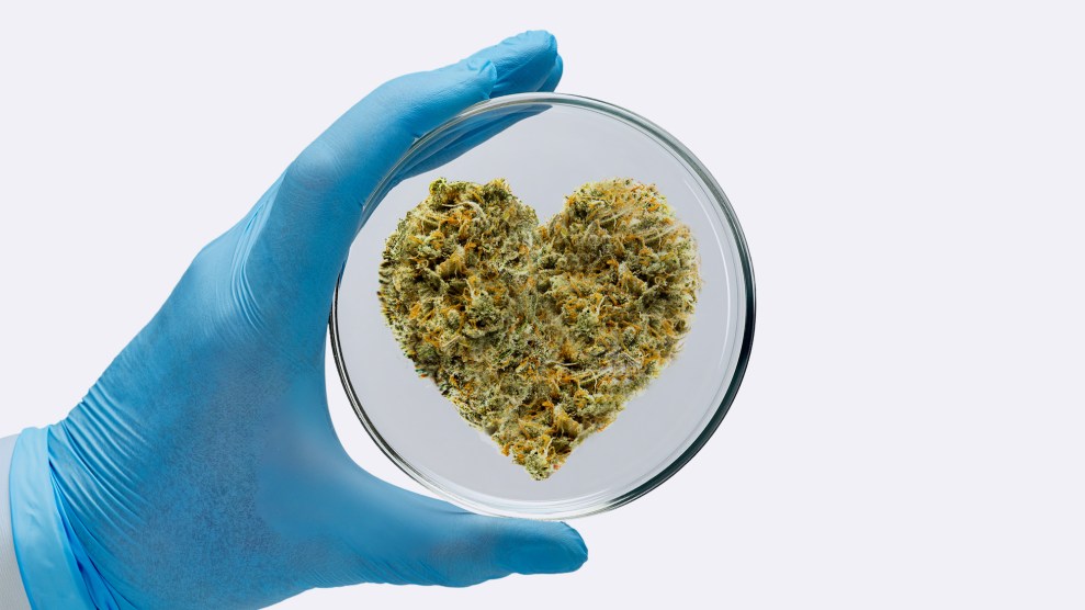 An illustration of a scientist's hand holding a petri dish with heart-shaped marijuana inside.