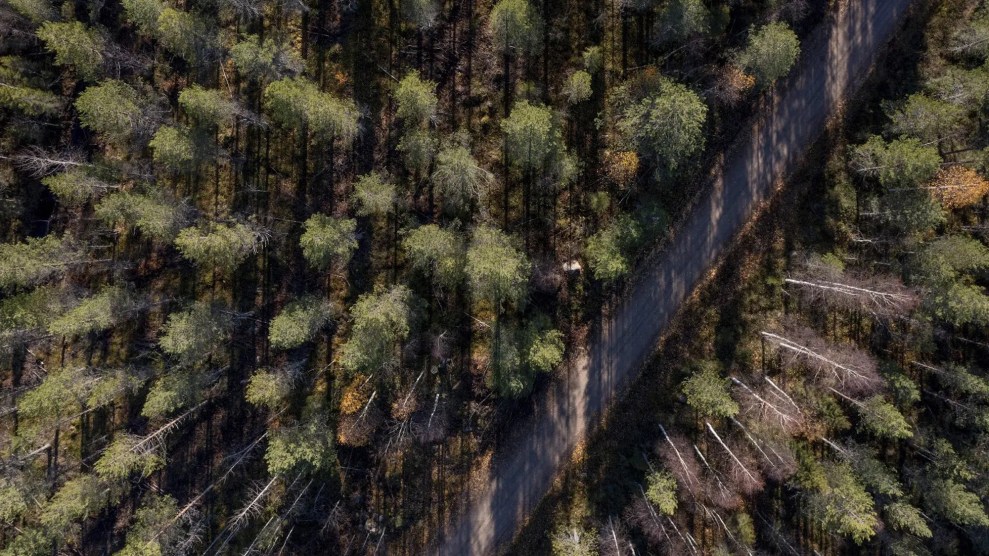 An aerial view of a forest