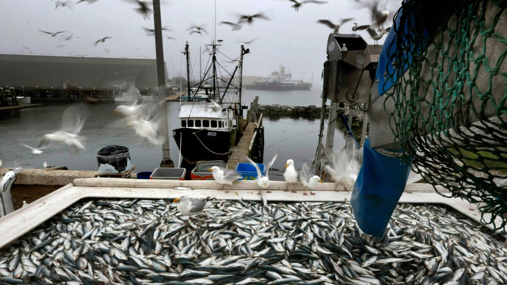 Herring are poured into a basin, seagulls fly in the background