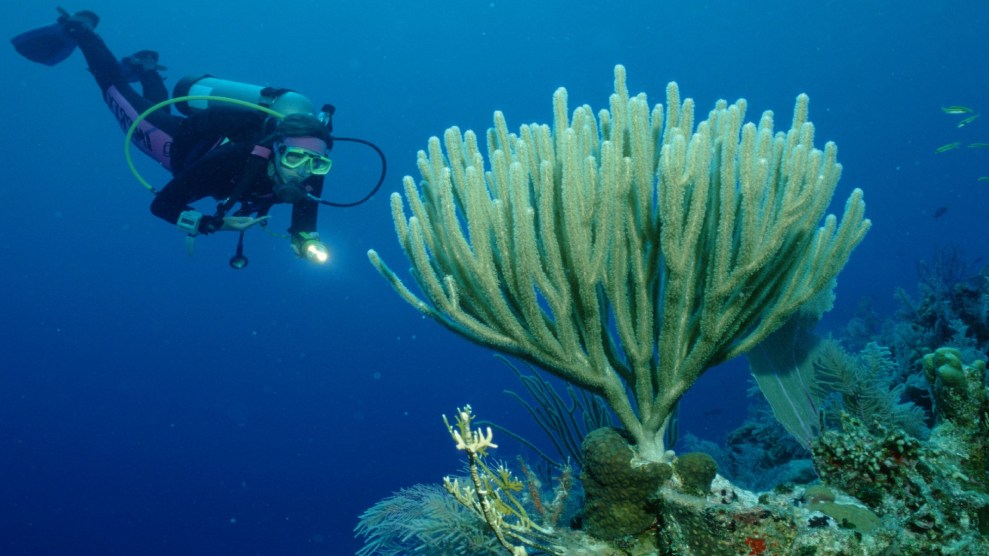 A diver swims towards coral in the Caribbean Sea