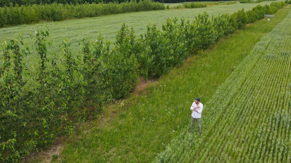 A man stands in front of a row of trees the split two fields