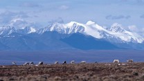 Mountains rise up behind caribou grazing in a field