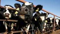 A herd of dairy cows peak their heads out from the fence. Each ear is tagged with a yellow marker and some numbers.