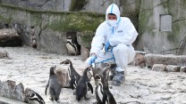 A person in a white contamination suit feeds penguins.