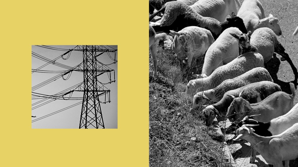 A split image of power lines on the left and, on the right, goats eating dry plants on a hillside.