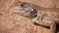 A sand-colored reptile nearly blending into sand.