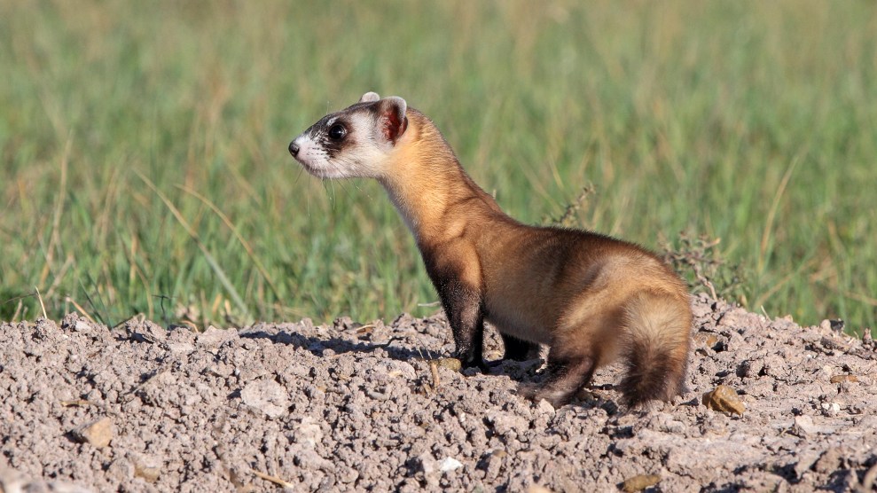 A ferret stands on a mound in the grass.