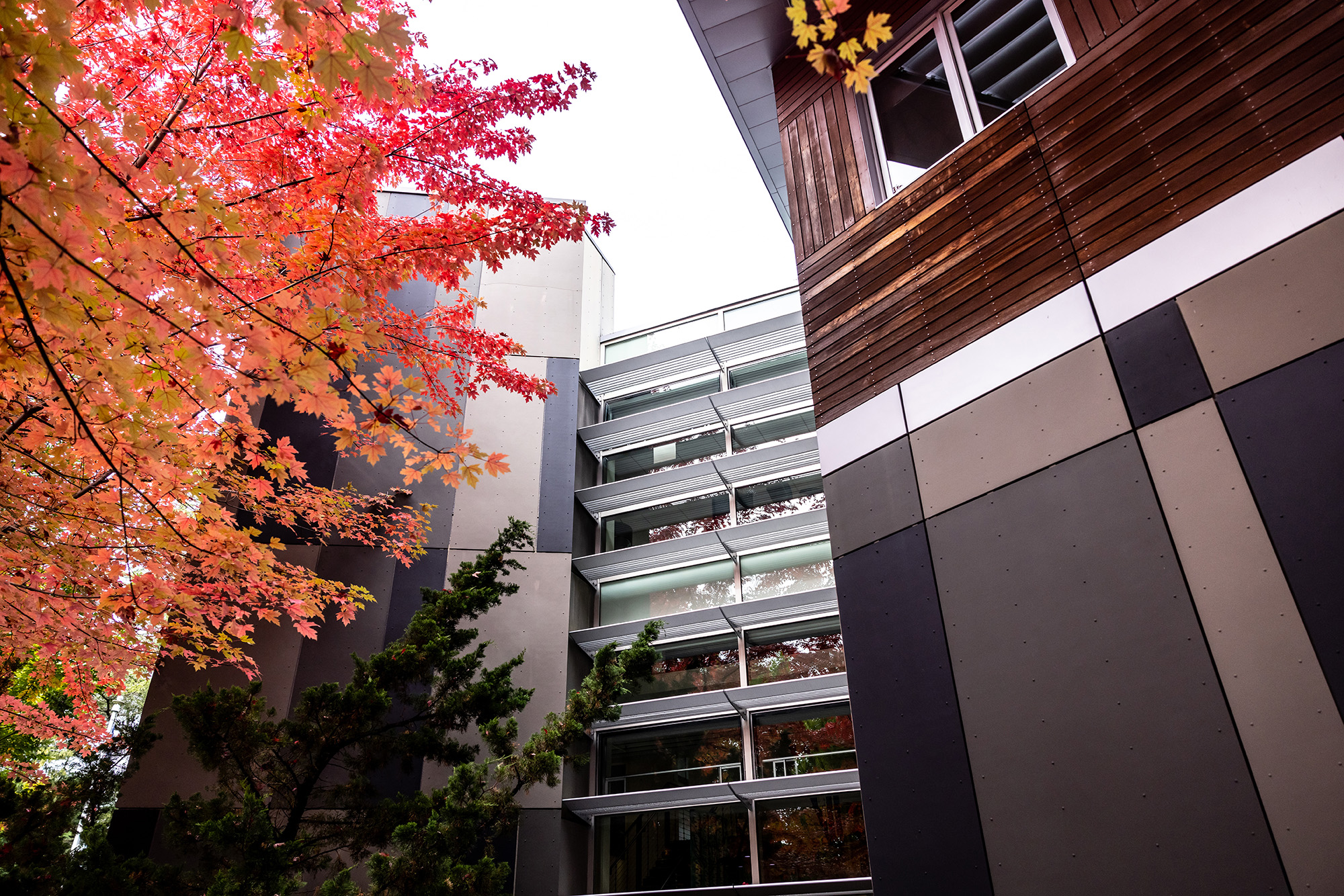 Exterior of a building with a bright red tree to the left.