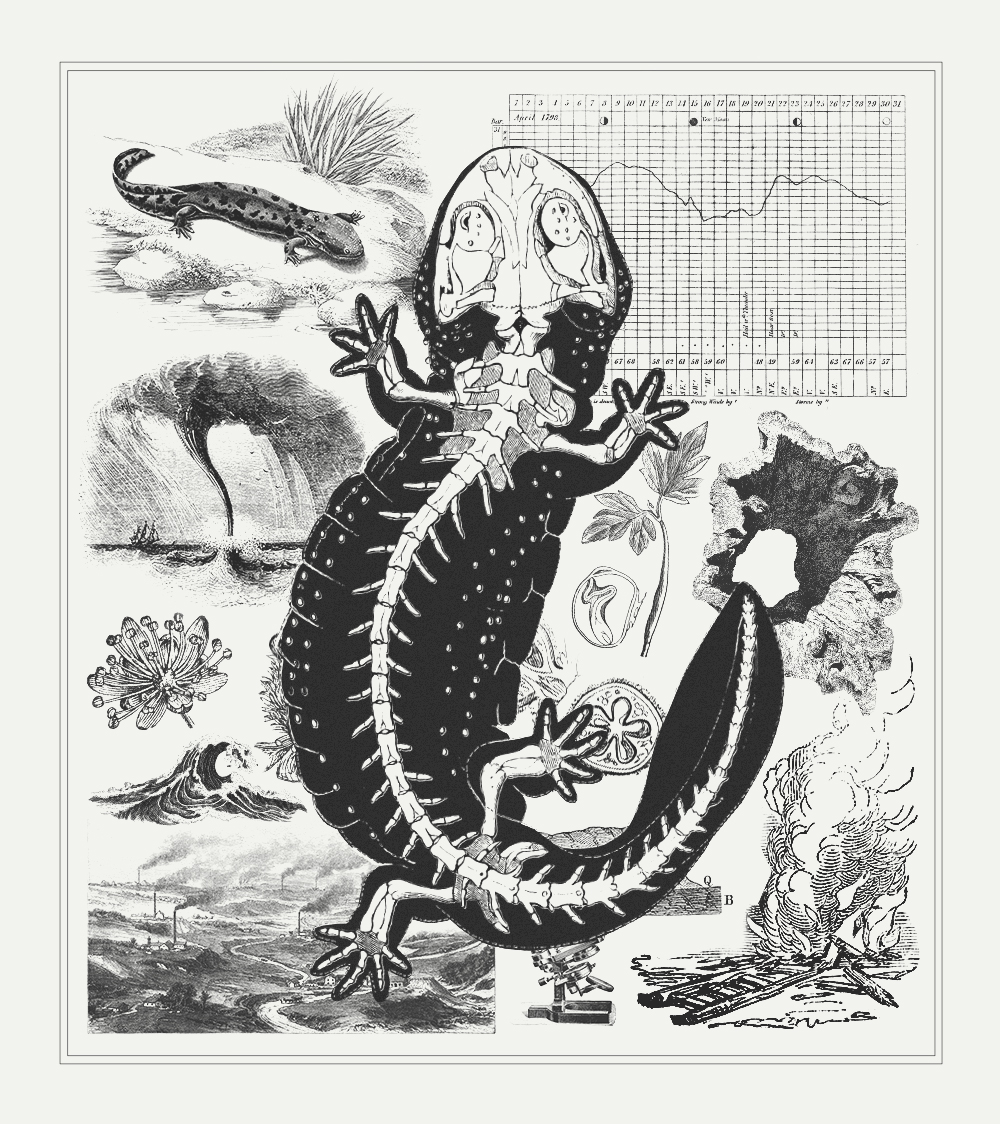 Black-and-white collage featuring scientific etchings of weather patterns, fire, various plants, geographical formations, and natural disasters, overlaid with a large anatomical illustration of a salamander that shows its skeleton.