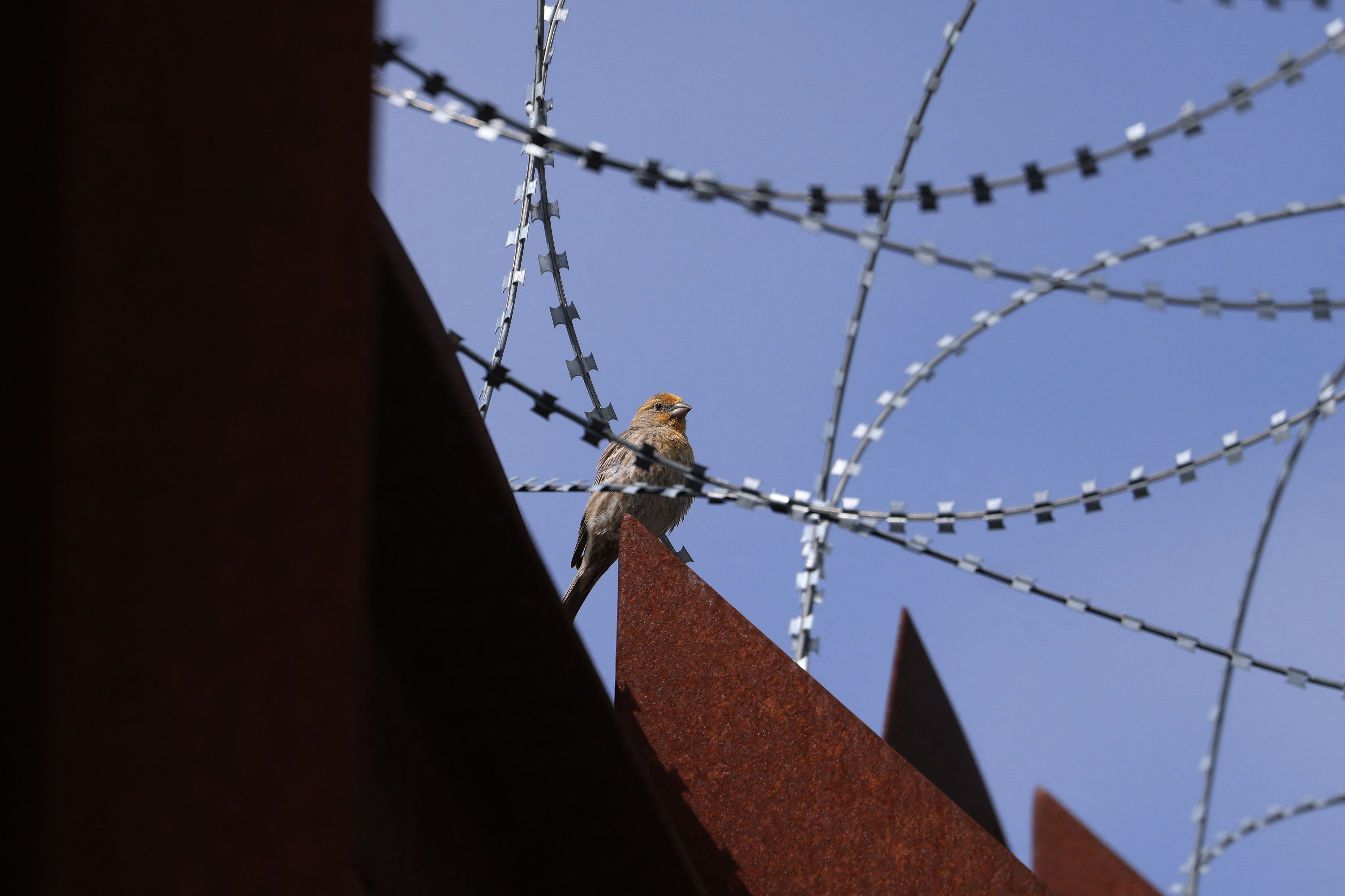 A bird sits in front of a blue sky surrounded by razors.
