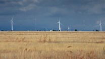 Wind turbines in a yellow field.
