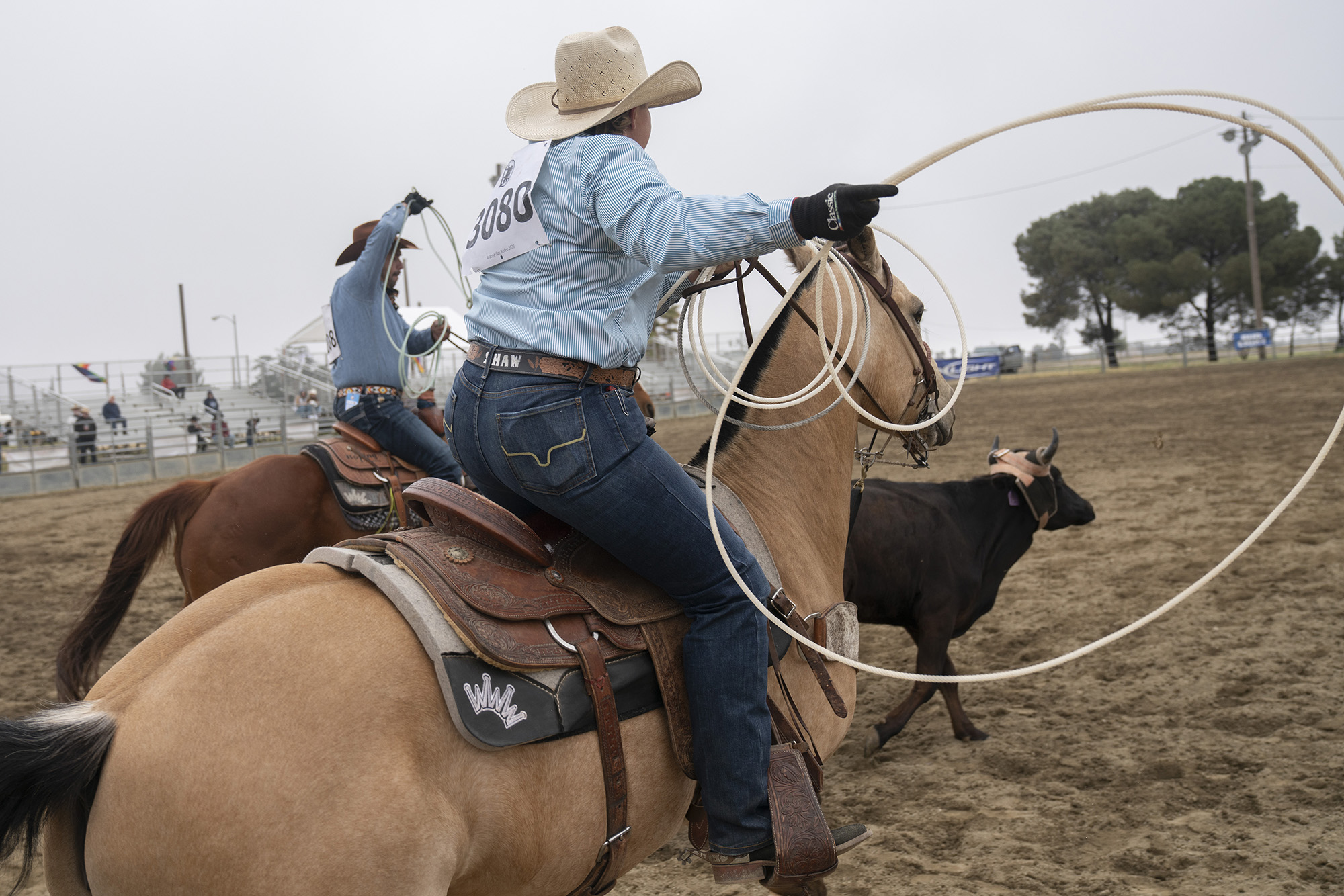 Two people on horseback chasing a steer with lassos.