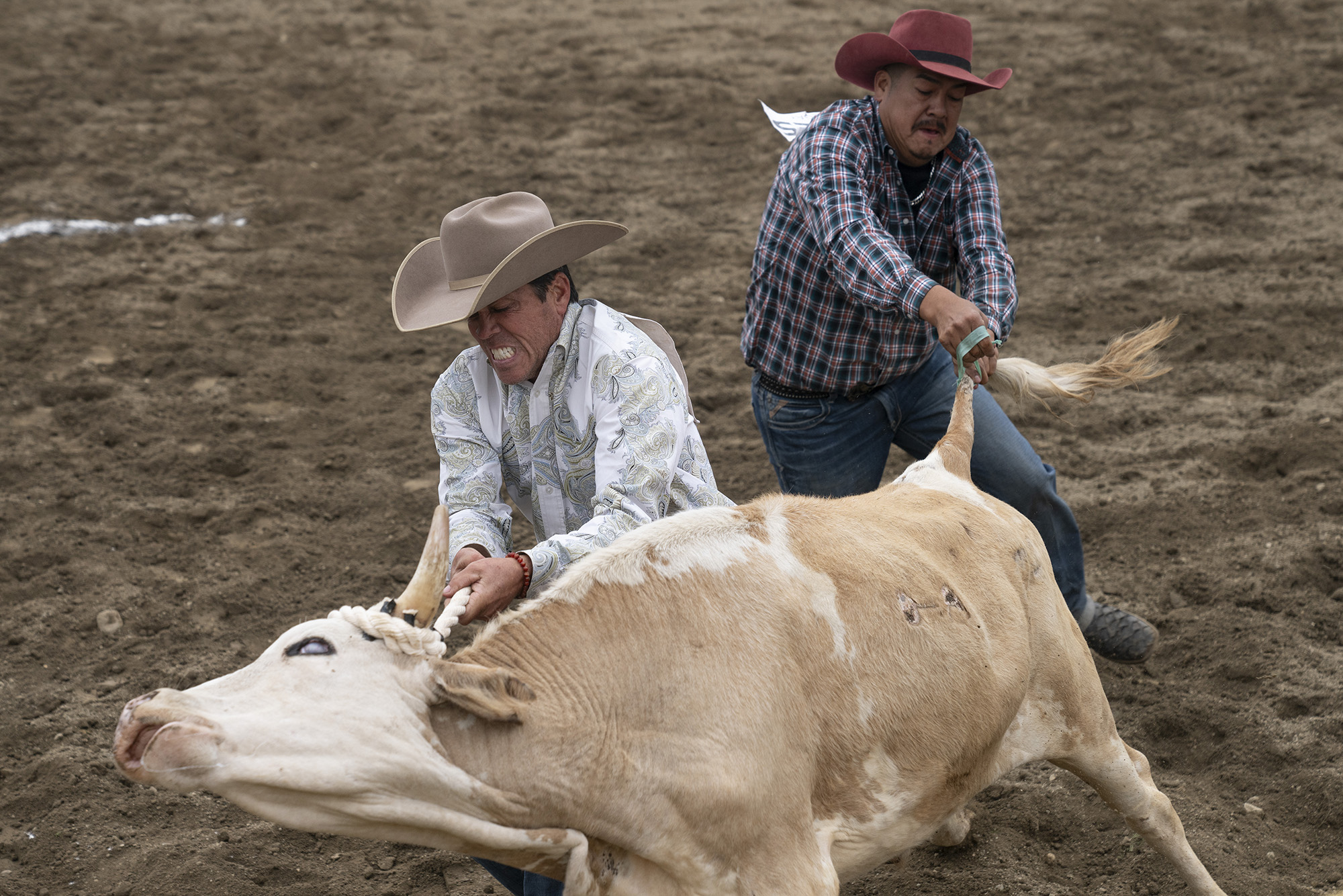 Two men in cowboy hats try to wrangle a steer, one by a rope around its horns and the other by its tail.