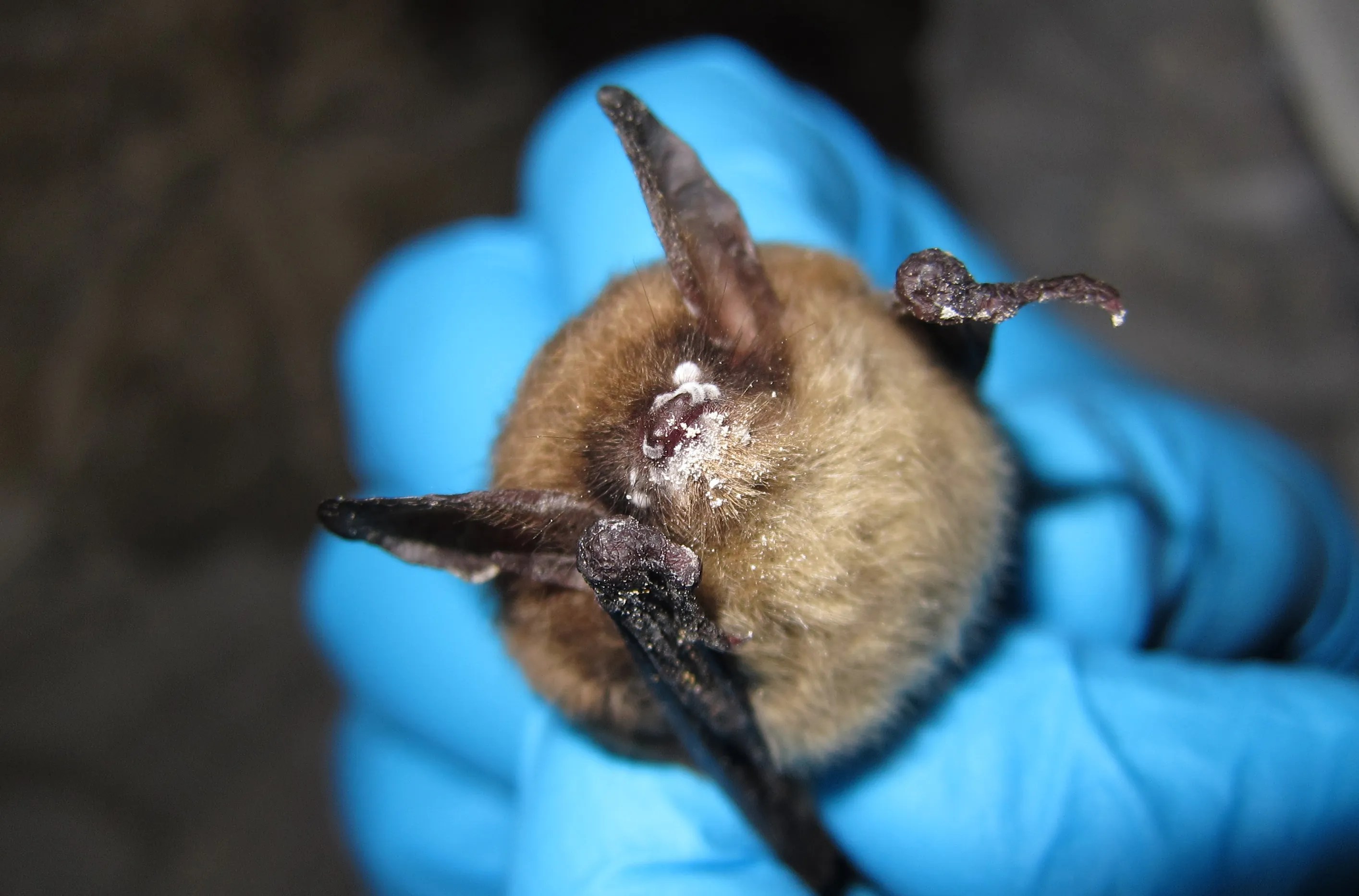 A brown bat held by a blue gloved hand.