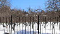 A wind vane and green steeple sit atop a white building seen through a forest of leave-less tree branches. There's snow covering the ground and a clear blue sky.