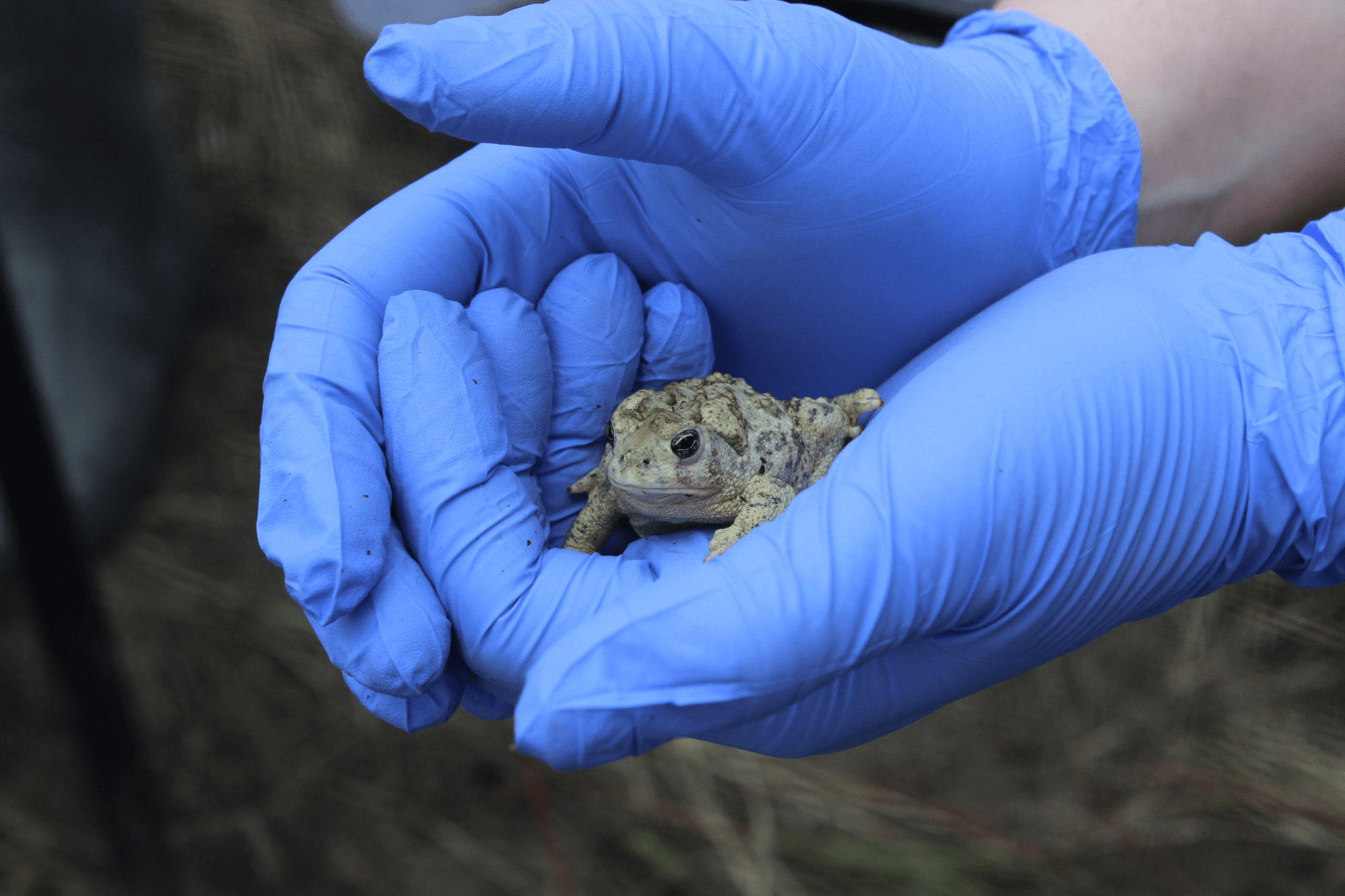 A toad in gloved hands. 