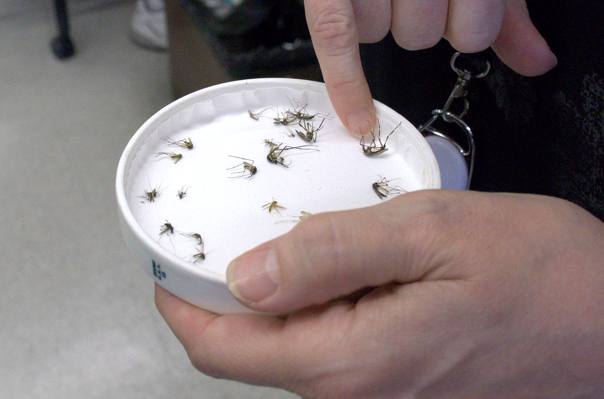 A finger pointing to a white petri dish.