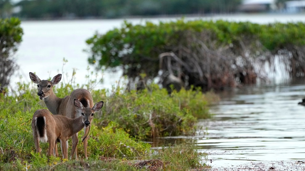 Two deer on a grassy marsh