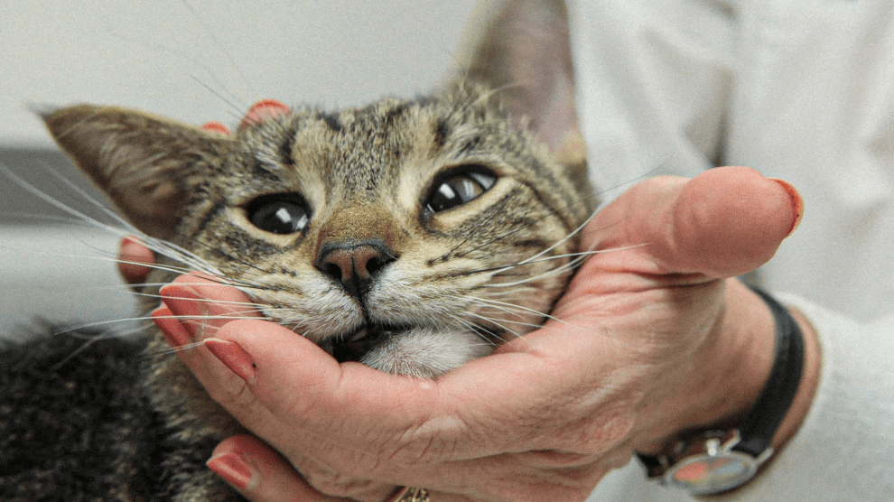 A closeup photo of a woman’s hand cradling the face of a short-haired brown tabby with striped fur. The cat’s eyes are half-open and relaxed, giving it a calm, slightly sleepy expression.
