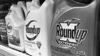 Black and white photo of bottles of RoundUp weed and grass killer on a shelf.