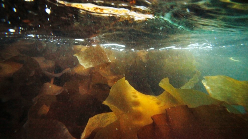 A half submerged photo of kelp