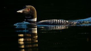 A bird on a black lake