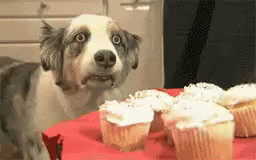 dog with cupcakes