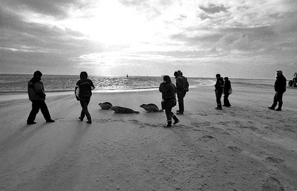 Rescued seals are released into the ocean.