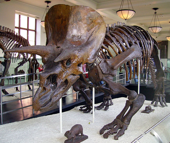 Triceratops skeleton at the American Museum of Natural History.
