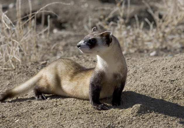 black-footed ferret