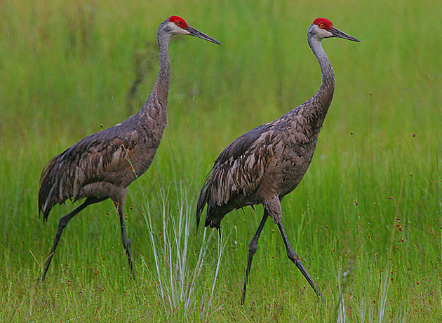 sandhill crane