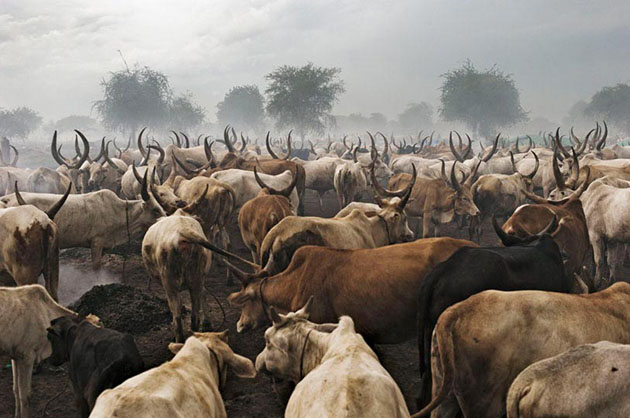 Bir-Diak cattle camp of the Pakam clan of the Dinka tribe, Lakes State. The social structures of the pastoralist societies are based on the possession and successful retention of cattle.