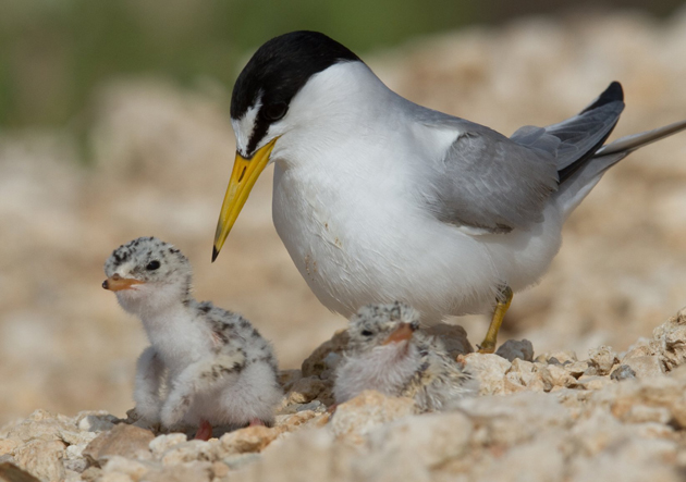 least tern