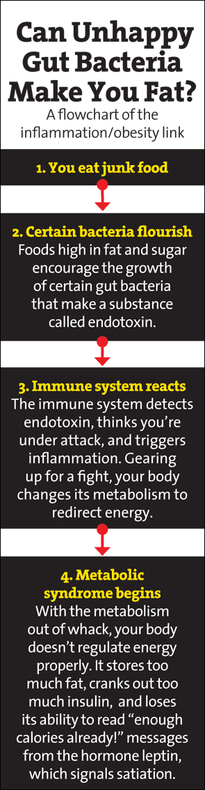 metabolism flowchart