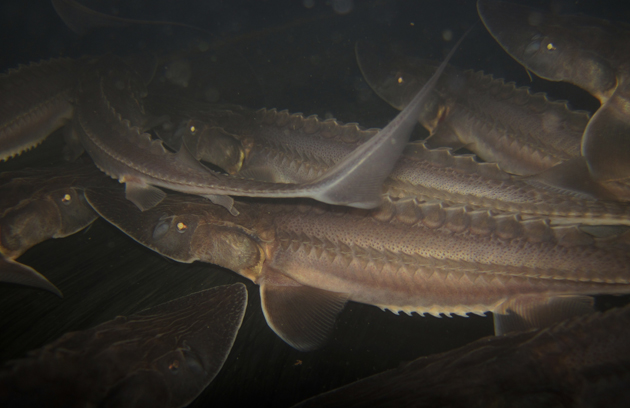 pallid sturgeon