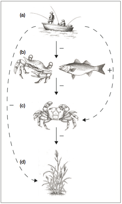 At developed sites with increased accessibility and fishing pressure (a), the purple marsh crab (S reticulatum, [c]) is released from predatory control (eg blue crab [Callinectes sapidus] and striped bass [Morone saxatilis], [b]) and consumes cordgrass (S alterniflora, [d]) along creek and ditch banks