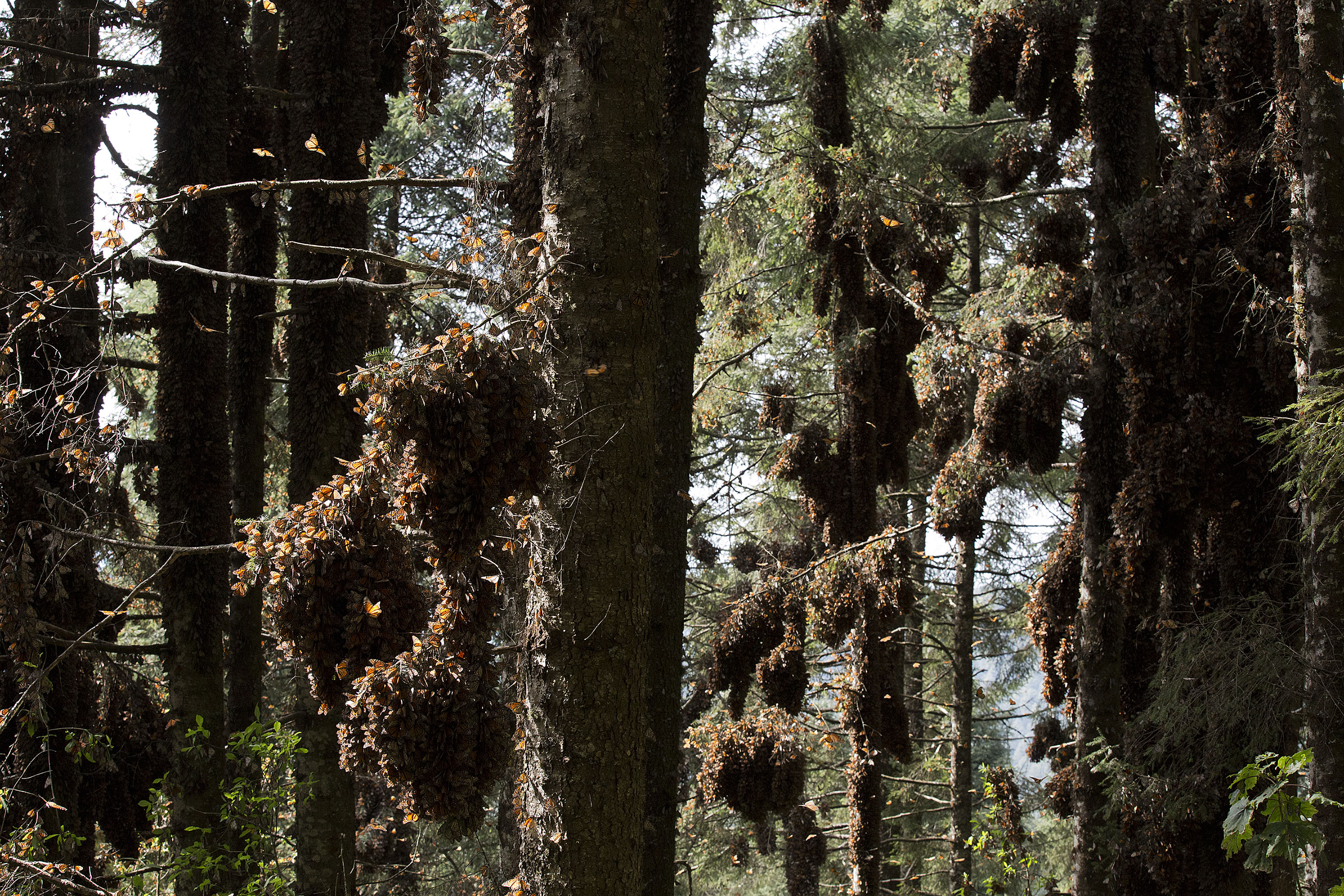 Monarch butterflies in trees