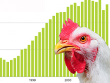 chicken charts